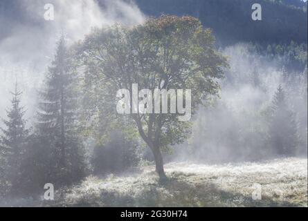 Morgen Nebel herbstliche Berglandschaft mit Pappel Samen Büschel Gras. Stockfoto