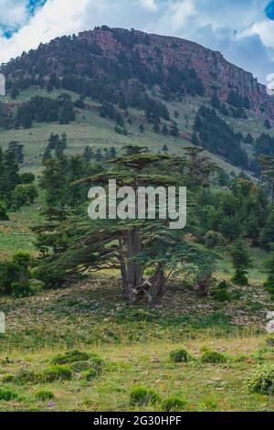 Nahaufnahme Vertikale Aufnahme des Zedernbaums Blue Atlas (Cedrus Atlantica) im Chelia National Park im Aures-Gebirge, Algerien Stockfoto