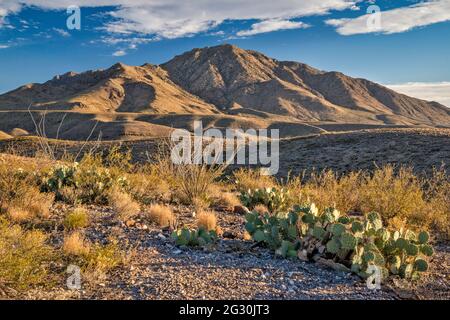 Chinati Mountains, Future State Park, Blick von der Pinto Canyon Road, Big Bend Country, Texas, USA Stockfoto