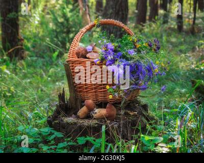 Stillleben mit Pilzen im Wald Stockfoto