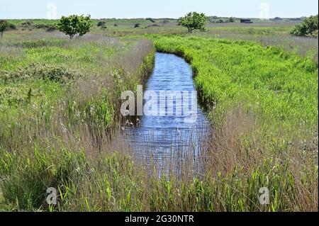 RSPB Minsmere Coastal Nature Reserve, Saxmundham, Suffolk, Großbritannien Stockfoto