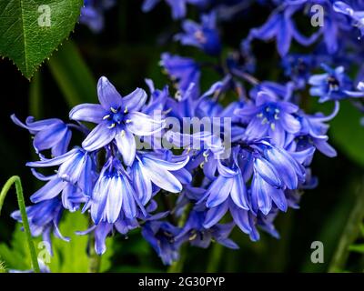 bluebell blüht, bluebells in England Stockfoto