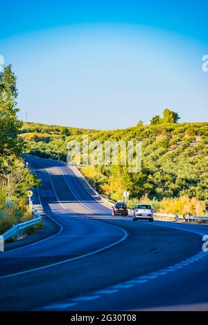 Die Straße ist von Olivenhainen umgeben. Provinz Jaén, Andalucía, Spanien, Europa Stockfoto