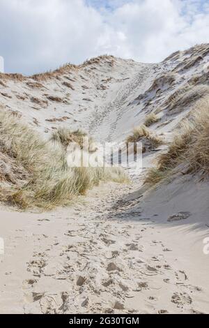 Pfad zwischen Küstendünen mit weißem Sand und wildem Gras in einem holländischen Reservat, sonniger Frühlingstag mit einem Himmel bedeckt von weißen Wolken in Schoorlse Duinen Stockfoto