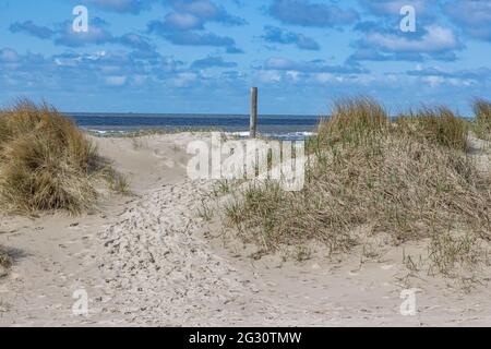 Pfad zwischen Küstendünen, wildem Gras mit Strand und Meer im Hintergrund, sonniger Frühlingstag mit blauem Himmel und weißen Wolken in Hargen aan Zee, Norden Stockfoto