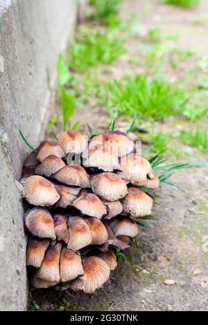 Fruchtkörper von glitzernden Inkcap-Pilzen (Coprinellus micaceus) In der Nähe der Betonwand Stockfoto