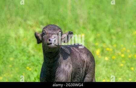 Niedliches Wasserbüffel-Baby-Kalb, zehn Tage alt, Bubalus bubalis rumänischer Büffel vom Typ Karpaten, in einem Naturschutzgebiet Eifel, Deutschland Stockfoto