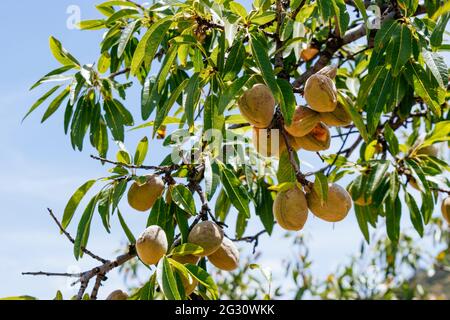 Junge Mandelfrüchte. Die Mandel ist eine Baumart, die im Iran und den umliegenden Ländern beheimatet ist, aber anderswo weit verbreitet wird. Almedinilla, Córdoba, An Stockfoto