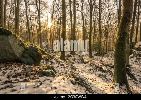 Winterwald in goldenem Sonnenlicht am Abend Mullerthal, Luxemburg Stockfoto