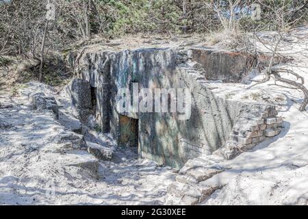 Alte verlassene Bunkerruinen auf den sandigen Hügeln eines holländischen Dünenreservats, wilde Vegetation und Pinien, sonniger Frühlingstag in Schoorlse Duinen Stockfoto