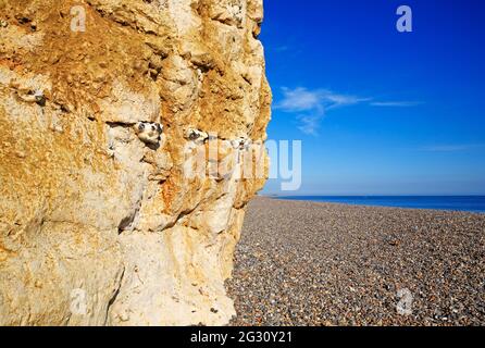 Eine Nahaufnahme des freigelegten Kreides von Weybourne mit Feuersteinen in Klippen an der Küste von North Norfolk in Weybourne, Norfolk, England, Großbritannien. Stockfoto