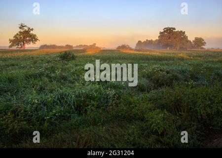 Sommermorgenlandschaft in den Strahlen der aufgehenden Sonne Stockfoto