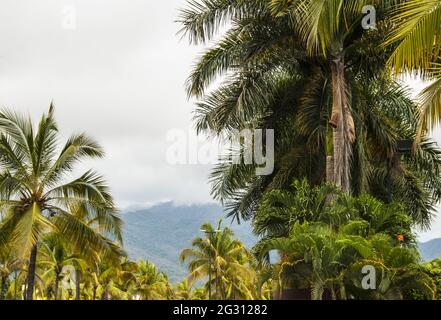 Palmen entlang des Boulevard Francisco Medina Ascencio mit Blick auf die Dschungelberge der Sierra Madre - Puerto Vallarta, Jalisco, Mexiko. #613 PV Stockfoto