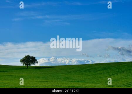 Einsamer Baum auf freiem Feld Stockfoto