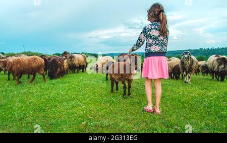 Ein Kind füttert ein Schaf auf einer Wiese. Selektiver Fokus. Natur. Stockfoto