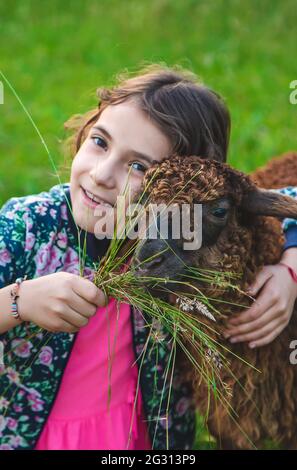 Ein Kind füttert ein Schaf auf einer Wiese. Selektiver Fokus. Natur. Stockfoto