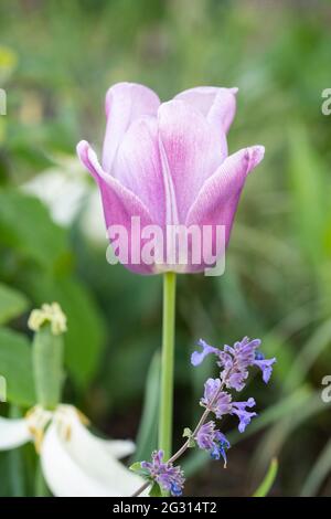 Eine blass rosa/magentafarbene Hybrid-Tulpe (Tulipa), blühend im Juni, Österreich Stockfoto