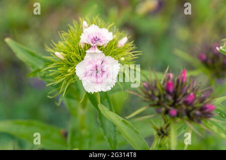 Dianthus barbatus (var. barbatus), der süße William, ist eine blühende Pflanze aus der Familie der Caryophyllaceae, die in Südeuropa beheimatet ist Stockfoto