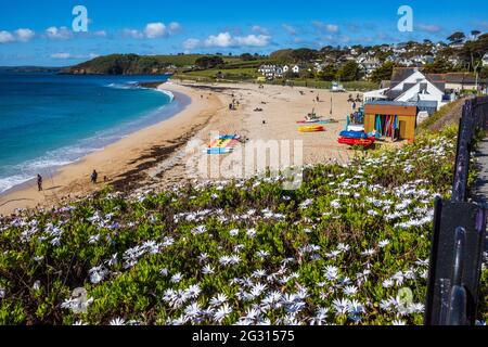 Gyllyngvase Beach Falmouth Cornwall Großbritannien im späten Frühjahr. Strand Mit Blauer Flagge. Stockfoto