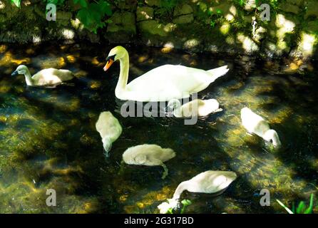 Ein stummer Schwan Cygnus olor in einem kleinen Bach in einem öffentlichen Park in Redcar mit sechs Cygnets Stockfoto