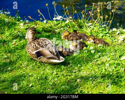 Eine Mallard-Ente Anas platyrhynchos in einem öffentlichen Park in Redcar mit sechs Entchen Stockfoto