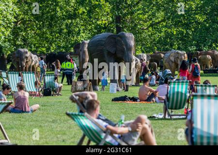 London, Großbritannien. Juni 2021. England-Fans entspannen sich nach dem Sieg und werden von anderen Unterstützern gratuliert - die Elefantenherde geht im Rahmen eines Ogoing-Projekts in den Green Park. Die Koexistenzkampagne wird fortgesetzt, da 100 asiatische Elefanten-Skulpturen in Lebensgröße die Grünflächen Londons in Beispiele für ein erfolgreiches Zusammenleben von Mensch und Tier verwandeln. Die Elefanten wurden von der Künstlerin Shubhra Nayar und einem Kollektiv lokaler Kunsthandwerker aus getrockneten Lantana Camara Stielen, die über Stahlkonstruktionen gewickelt waren, geformt. Kredit: Guy Bell/Alamy Live Nachrichten Stockfoto