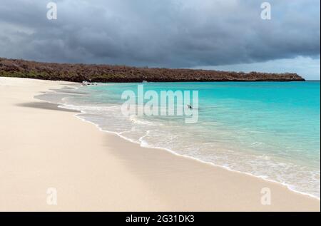 Galapagos-Seelöwe (Zalophus wollebaeki) schwimmt am Gardner Bay-Strand auf den Galapagos-Inseln, Ecuador. Stockfoto