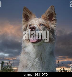 Roter Merle Border Collie Stockfoto