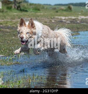 Roter Merle Border Collie, der durch das Wasser läuft Stockfoto