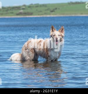 Red Merle Border Collie stand im Wasser abkühlend Stockfoto