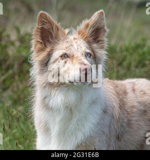 Roter Merle Border Collie Stockfoto