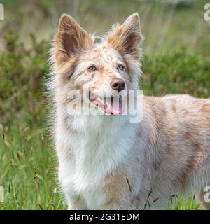 Roter Merle Border Collie Stockfoto