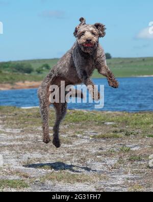 labradoodle Hund fangen einen Ball in der Luft Stockfoto