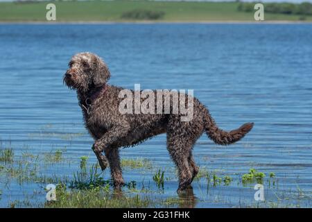 labradoodle Hund kühlt sich in einem See ab Stockfoto