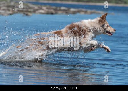 Border Collie kühlt sich in einem See ab Stockfoto