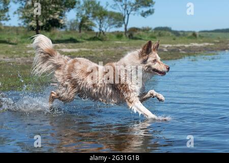 Border Collie kühlt sich in einem See ab Stockfoto