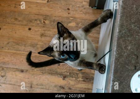 Die junge Siamkatze überraschte sich, als sie die Schubladengriffe hochkletterte, um auf das Spülbecken zu gehen und etwas zu essen zu bekommen Stockfoto