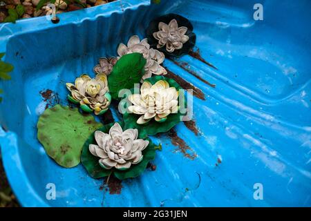 Dreckiger Lotuspool. Künstliche Lotusblumen schmücken den Teich. Verlassene Pool im Garten. Bad ohne Wasser in der Sommerhütte. Stockfoto