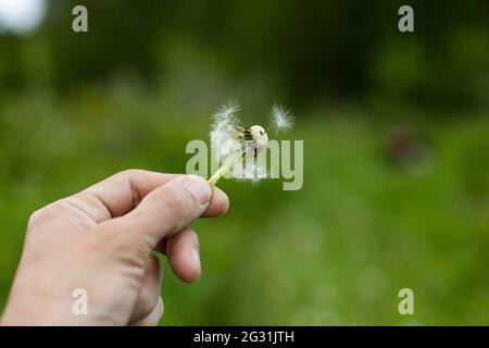Der Dandelion in der Hand. Der Typ hält eine Blume. Der Elandelion ist reif. Entlüfte Blume. Stockfoto