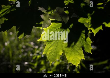 Ahornblatt im Licht. Blatt im Wald. Natürlicher Hintergrund. Stockfoto