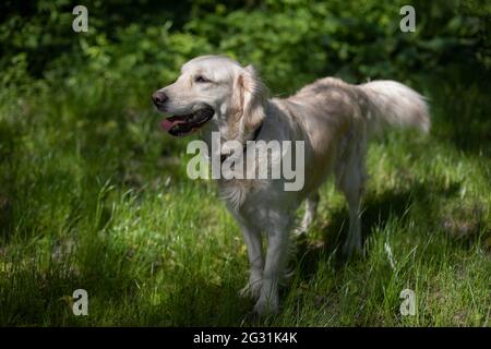 Spaniel-Hund. Haustier für einen Spaziergang. Tier auf dem Rasen. Porträt eines geliebten Haustieres. Stockfoto