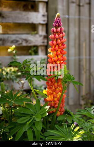 Lupinus "Lachs Star" Stockfoto