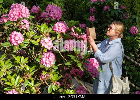 Frau, die mit ihrem Mobiltelefon Rhododendronblüten im Haaga Rhododendron Park, Helsinki, Finnland fotografiert Stockfoto