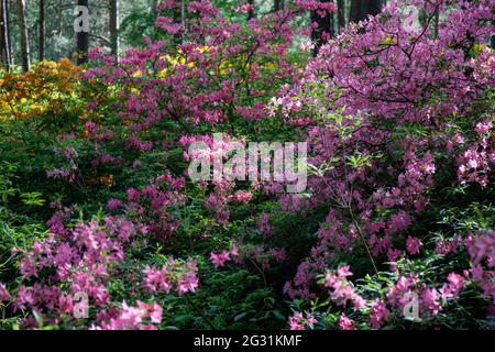 Verschiedene Rhododendronblüten im Haaga Rhododendron Park in Helsinki, Finnland Stockfoto