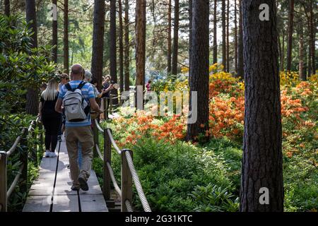 Menschen auf einem Holzsteg bewundern die blühenden Rhododendren im Haaga Rhododendron Park in Helsinki, Finnland Stockfoto