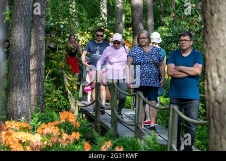 Menschen auf einem Holzsteg bewundern verschiedene Rhododendronblüten in Haaga Rhododendron Parki, Helsinki, Finnland Stockfoto