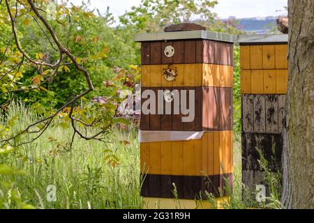 Bienenstöcke aus Holz im Garten in der Nähe des Baumes. Stockfoto