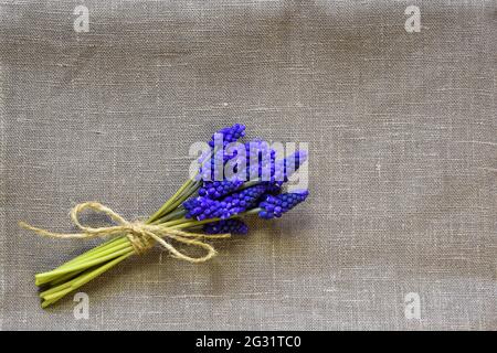 Auf grauem Stoff liegt ein kleines zartes Bouquet aus hellen Frühlingsblumen, gebunden mit Garn. Bouquet von Traubenhyazinthen. Draufsicht. Speicherplatz kopieren Stockfoto