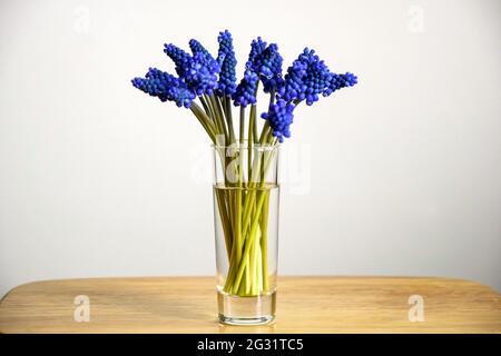 Bouquet von blauen Frühlingsblumen in einer transparenten Glasvase. Traubenhyazinthen. Selektiver Fokus. Speicherplatz kopieren. Stockfoto