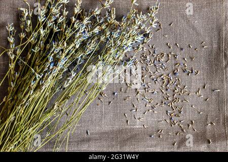 Bouquet von trockenem Lavendel ist auf einfarbigen grauen Leinenstoff. Gefallene kleine Blüten sind abstrakt auf dem Stoff verstreut. Rustikaler Stil. Draufsicht Stockfoto